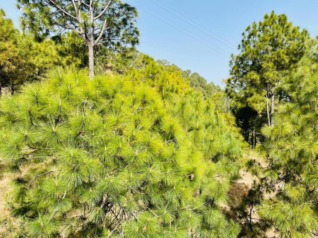 Hillcrest Heights Bed & Breakfast Kasauli Exterior photo